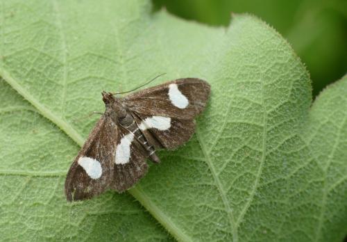 Anania luctualis